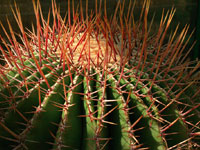 Ferocactus emoryi subsp. rectispinus